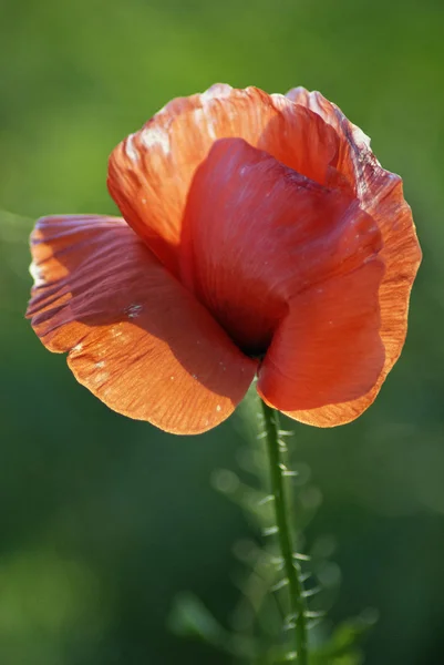 单红罂粟 — 图库照片