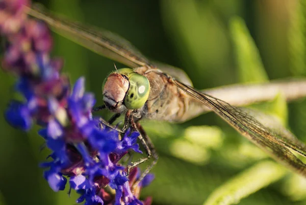 Dragonfly närbild — Stockfoto