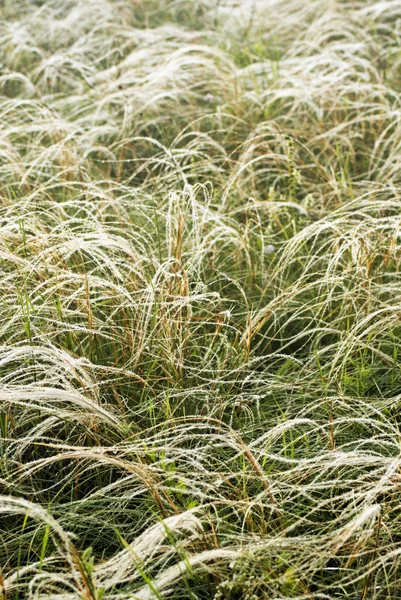 stock image Feather grass in wind