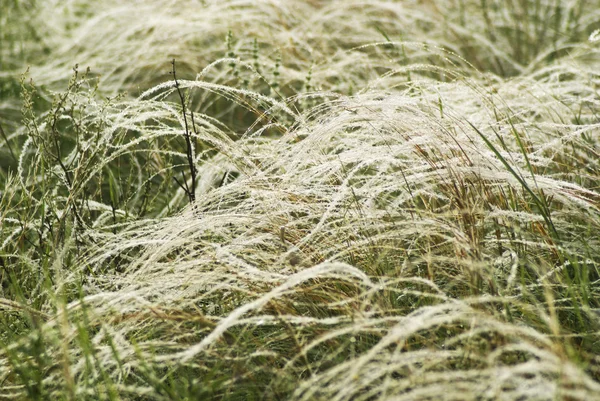 stock image Feather grass in wind