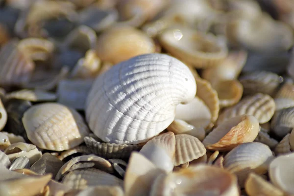 Beach shellu moře — Stock fotografie
