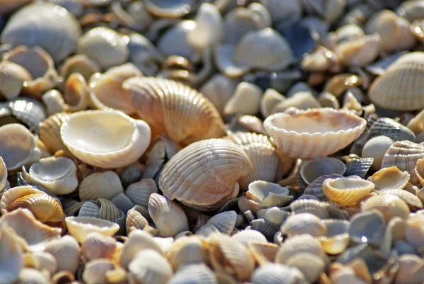 Beach shell sea — Stock Photo, Image