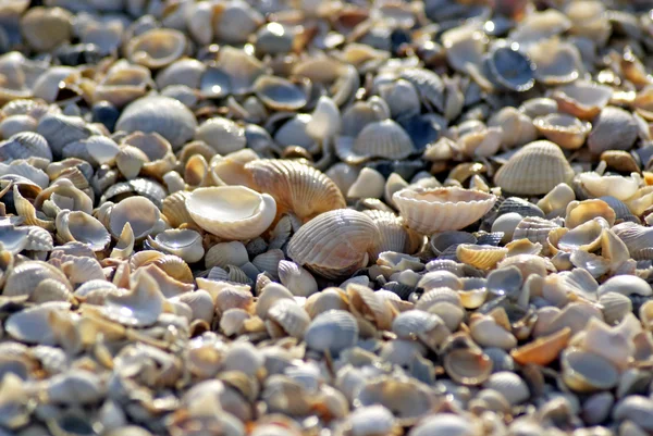 Concha de praia mar — Fotografia de Stock