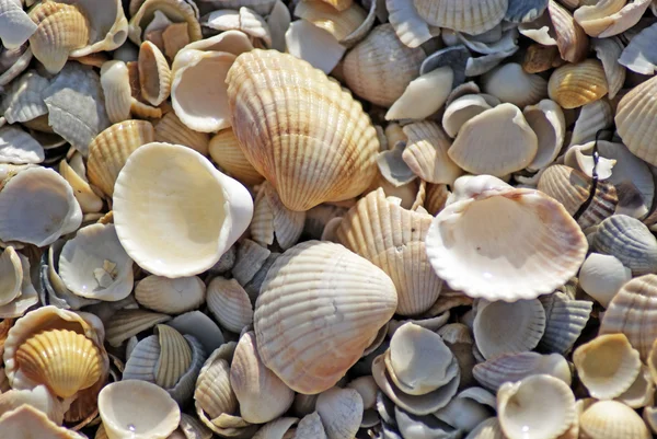 Concha de praia mar — Fotografia de Stock