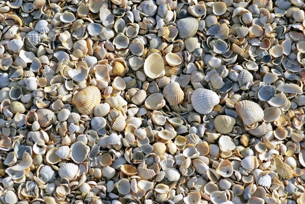 Παραλία κέλυφος θάλασσα — Φωτογραφία Αρχείου