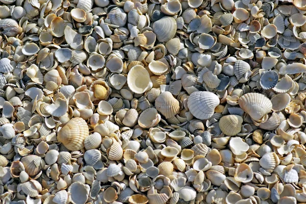 Mar de concha playa — Foto de Stock
