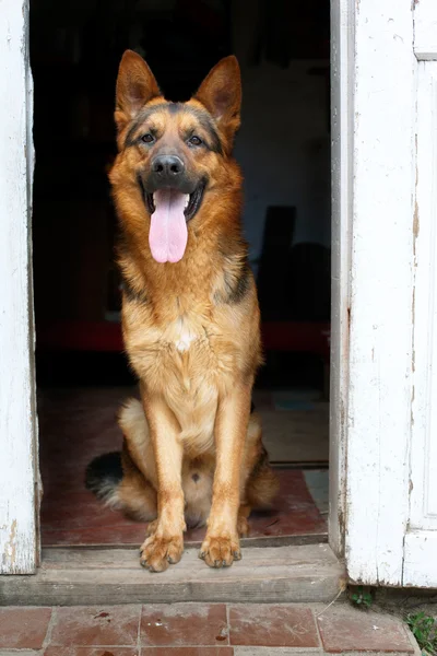 Duitse herder hond zitten op de vloer in huis — Stockfoto