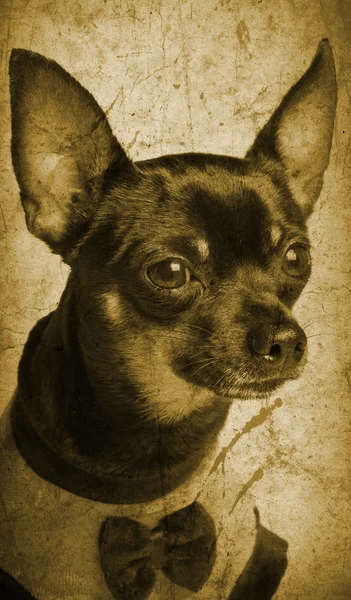 Toy terrier dog - vintage photo — Stock Photo, Image