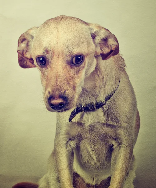 Nahaufnahme eines Hundes vor grungeligem Hintergrund — Stockfoto