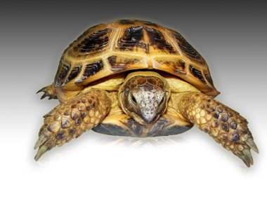 Terrapin