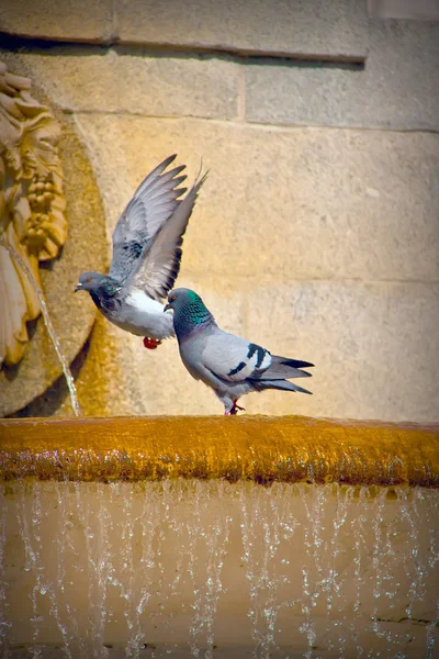 Birds in the Palacio Real Madrid — Stock Photo, Image