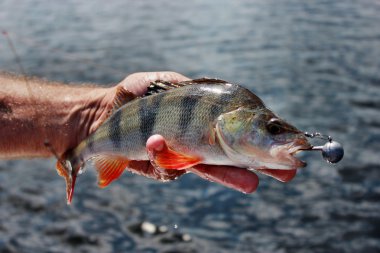 Perch caught in the hand clipart