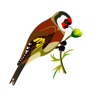 Siskin clipart