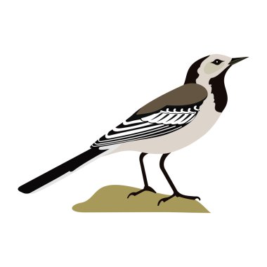 White wagtail clipart