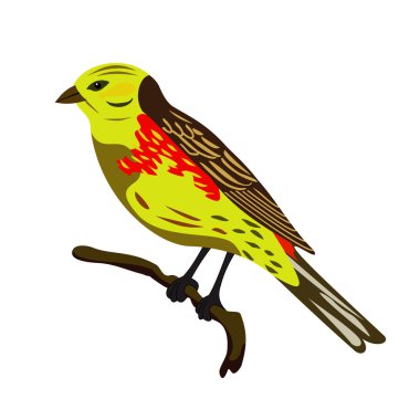 Yellowhammer clipart