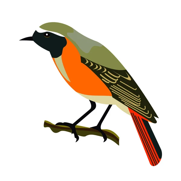 Oiseau queue rouge — Image vectorielle