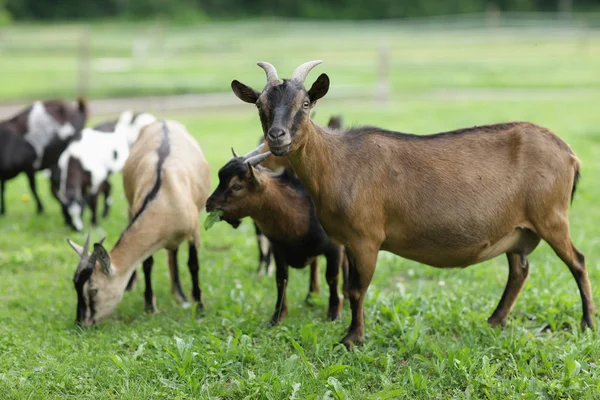 Koza rodzinna — Zdjęcie stockowe