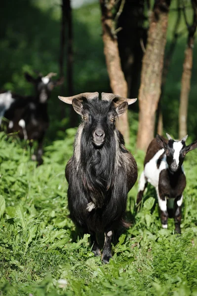 Çiftlik hayvanları — Stok fotoğraf
