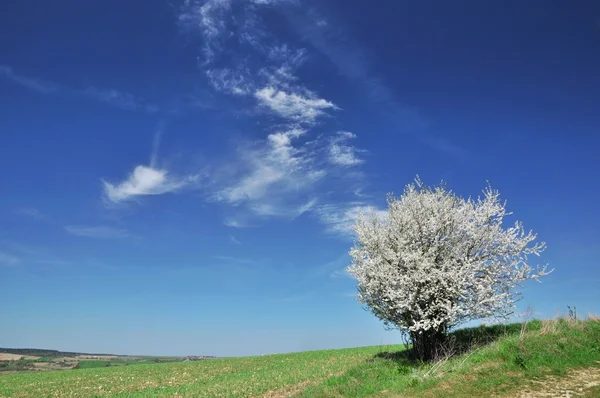 開花する木 — ストック写真