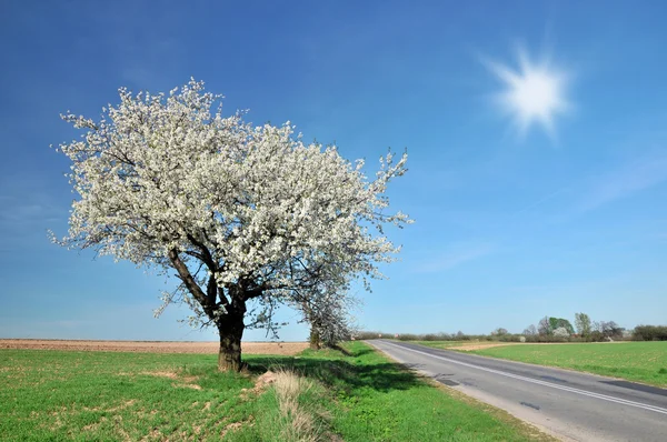 Spring landscape — Stock Photo, Image
