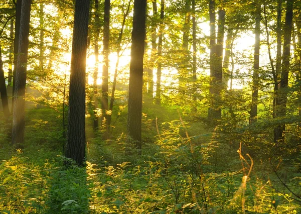 Δάσος — Φωτογραφία Αρχείου