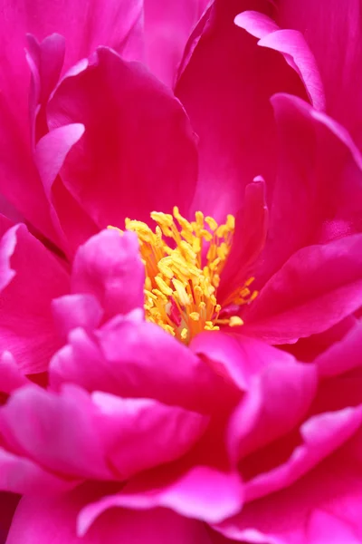 stock image Peony