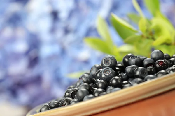 Wild blueberries — Stock Photo, Image