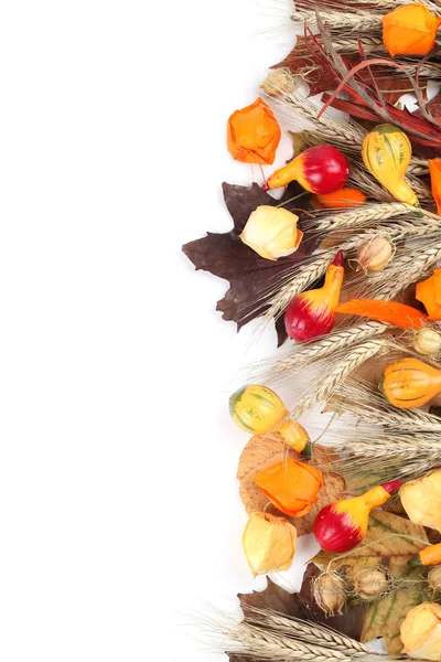 Bordo di autunno con zucche — Foto Stock