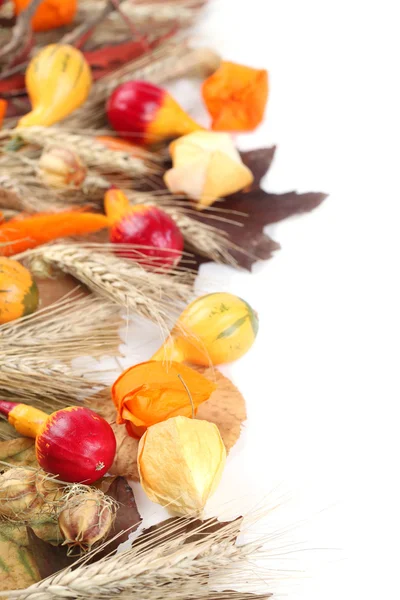 Bordure d'automne avec des citrouilles colorées — Photo