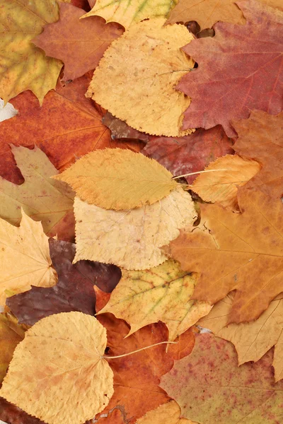 stock image Autumn leaves background