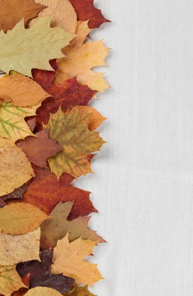 Autumn leaves border — Stock Photo, Image