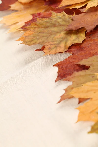 stock image Autumn leaves border