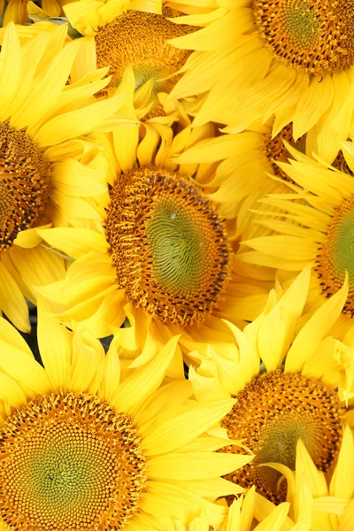 Sonnenblumen Hintergrund — Stockfoto