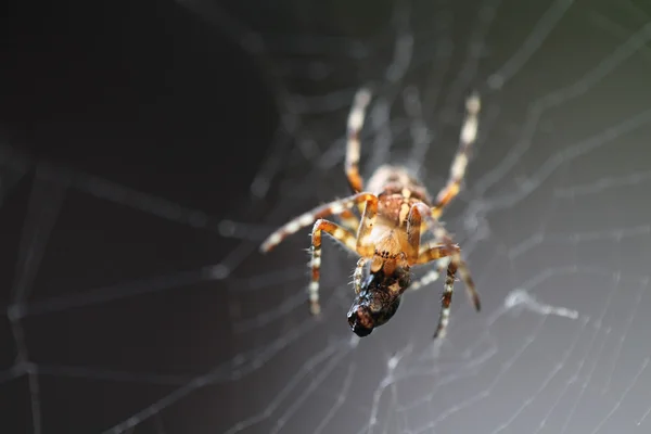 Diadem örümcek avını ile — Stok fotoğraf