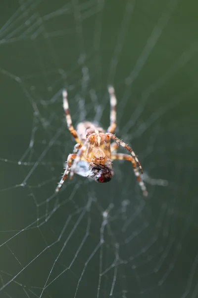 Diadem örümcek avını ile — Stok fotoğraf