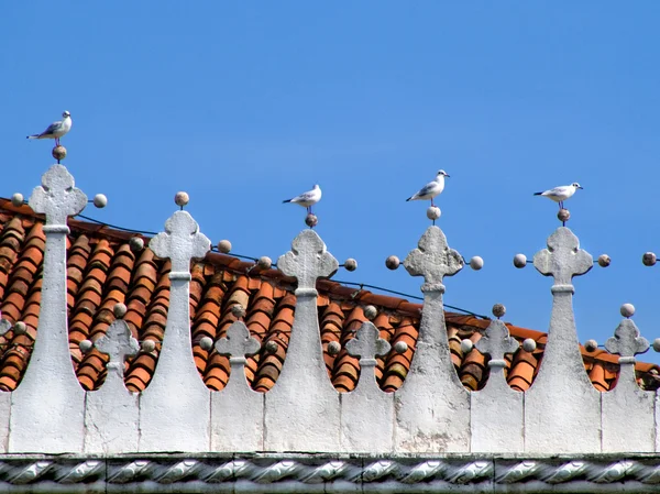 stock image Seagulls standing