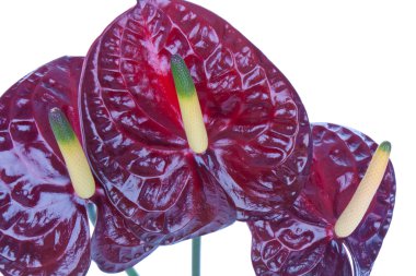 Beyaz izole mor anthurium (Flamingo çiçeği)