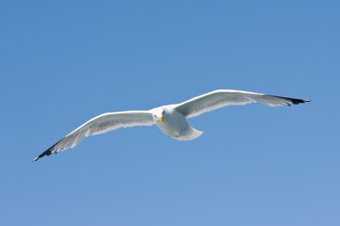 Ringa balığı mavi gökyüzünde uçan martı (Larus argentatus)