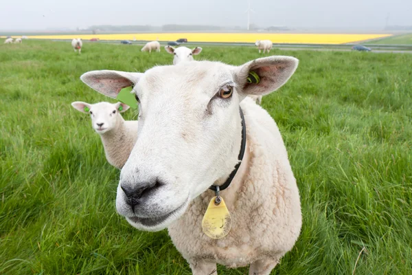 Zvědavý ovce z Nizozemska — Stock fotografie