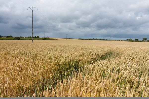 Céu ameaçador sobre um campo de milho na Bretanha, França — Fotografia de Stock