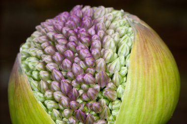 Birth of an allium, just before blooming clipart