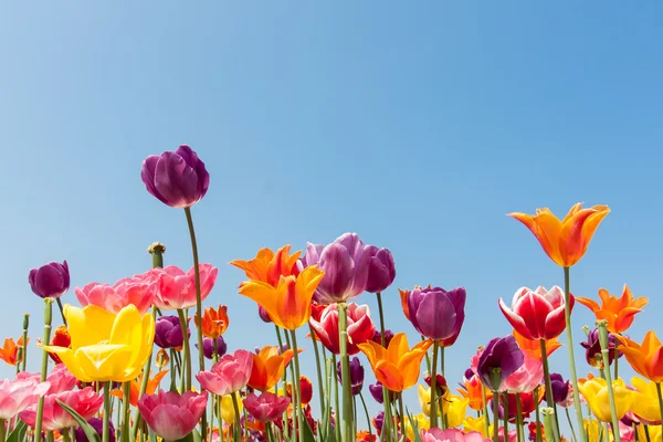 Дивовижні різнокольорові тюльпани на блакитному небі — стокове фото
