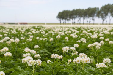 Blooming potato field in the Netherlands clipart