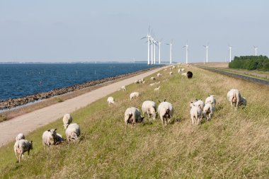 koyun, deniz ve Hollanda windturbines