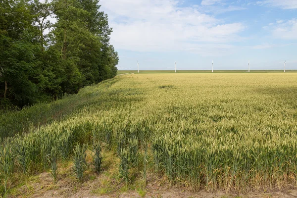 Terras agrícolas com trigo nos Países Baixos — Fotografia de Stock