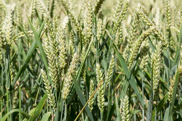 Primer plano del trigo en maduración — Foto de Stock