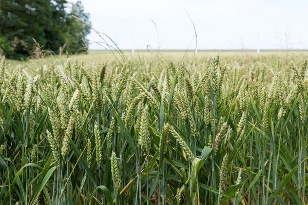 Terres agricoles avec blé aux Pays-Bas — Photo