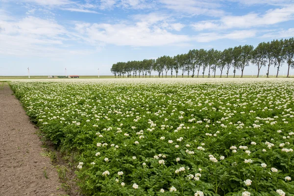 Kwitnący pole ziemniaków w Holandii — Zdjęcie stockowe