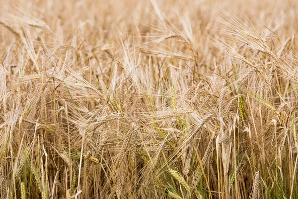 Nahaufnahme von reifem Weizen mit geringer Schärfentiefe — Stockfoto
