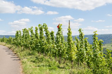 Vineyards along the river Moselle in Germany clipart